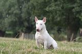 BULL TERRIER MINIATURE 086